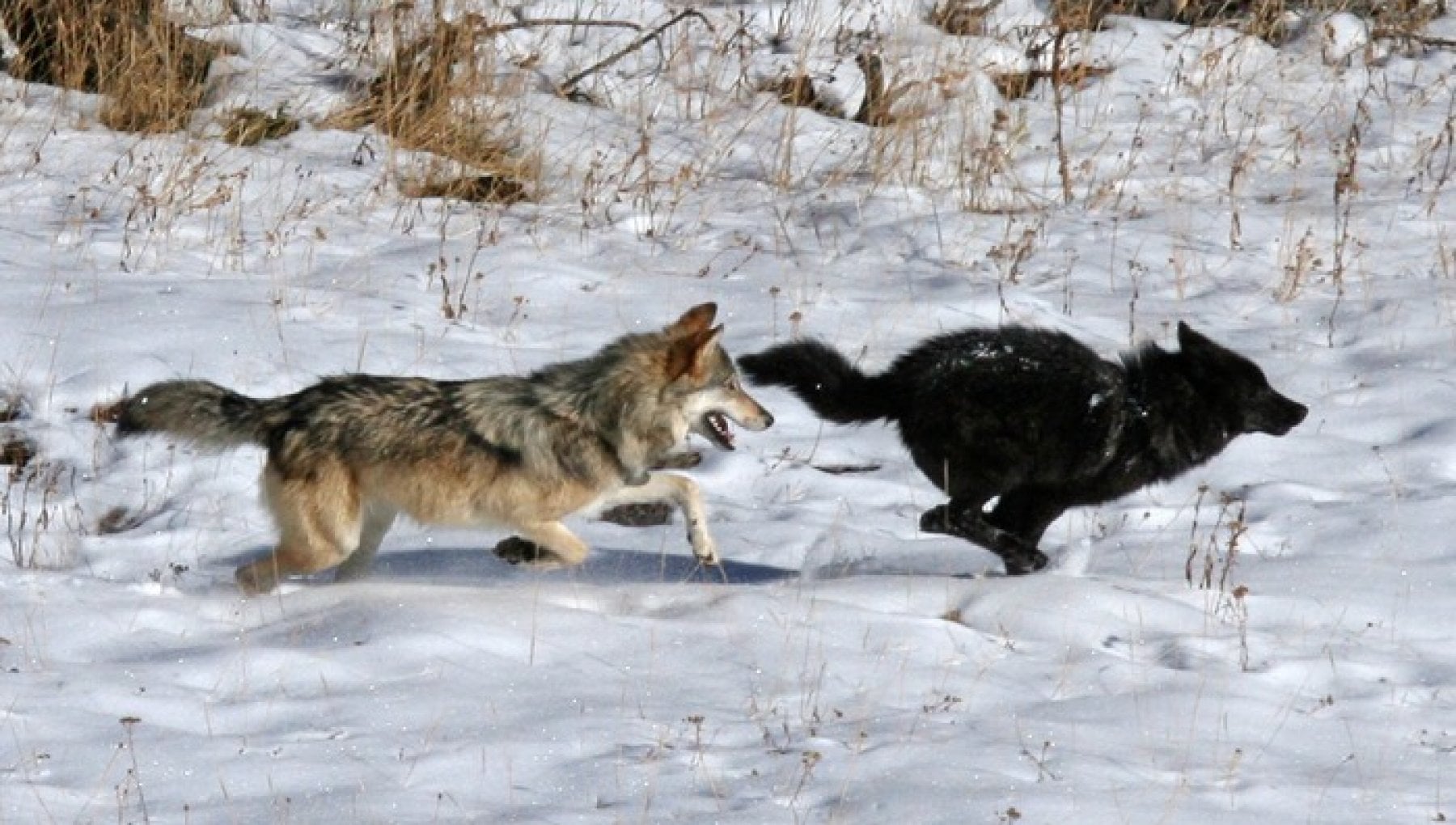 Jurassic Park sta davvero accadendo?