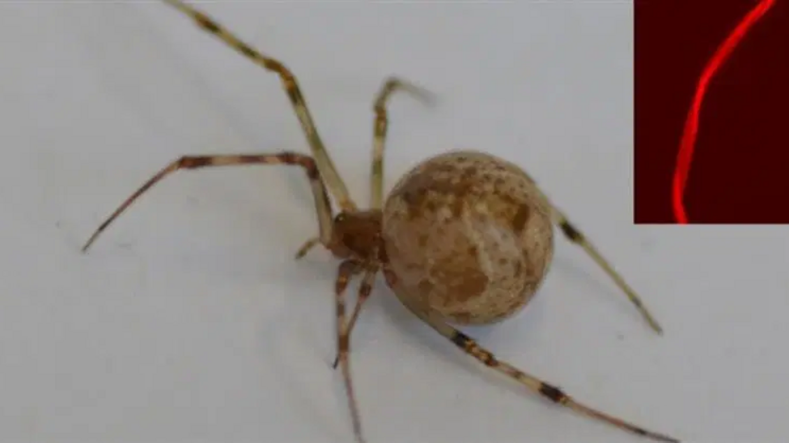 Primi ragni geneticamente modificati con Crispr producono seta rossa fluorescente