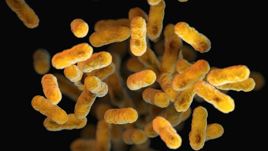 Scoperta una connessione diretta tra cervello e batteri intestinali.