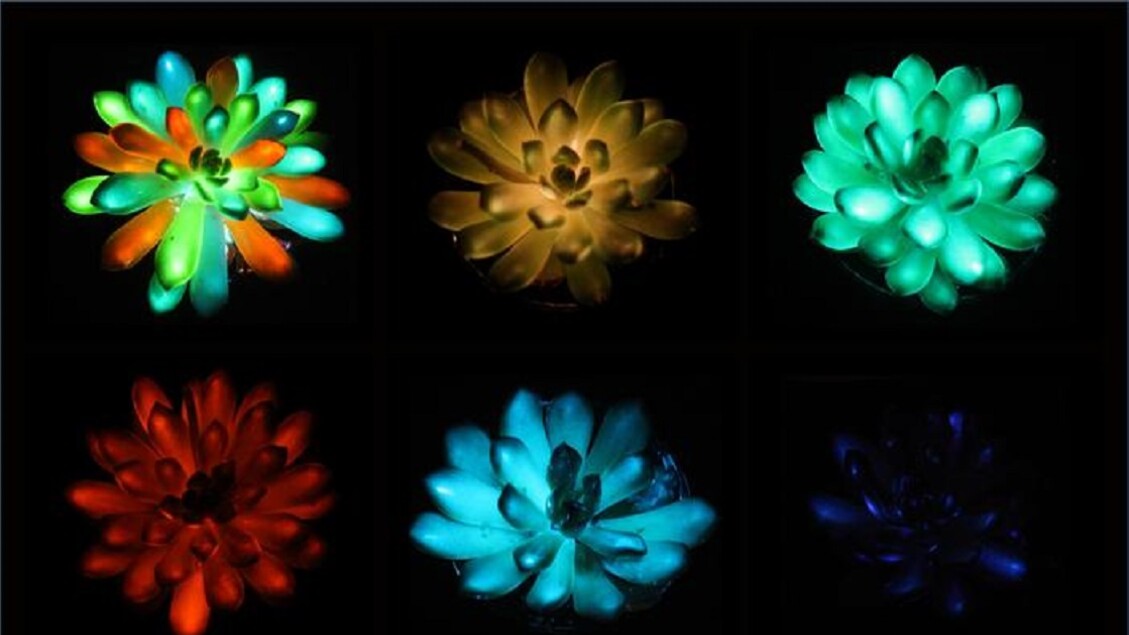 Piante grasse si illuminano al buio con colori vivaci, ispirate a Avatar
