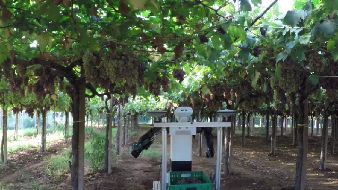 Robot agricoli iniziano a operare concretamente nei campi italiani