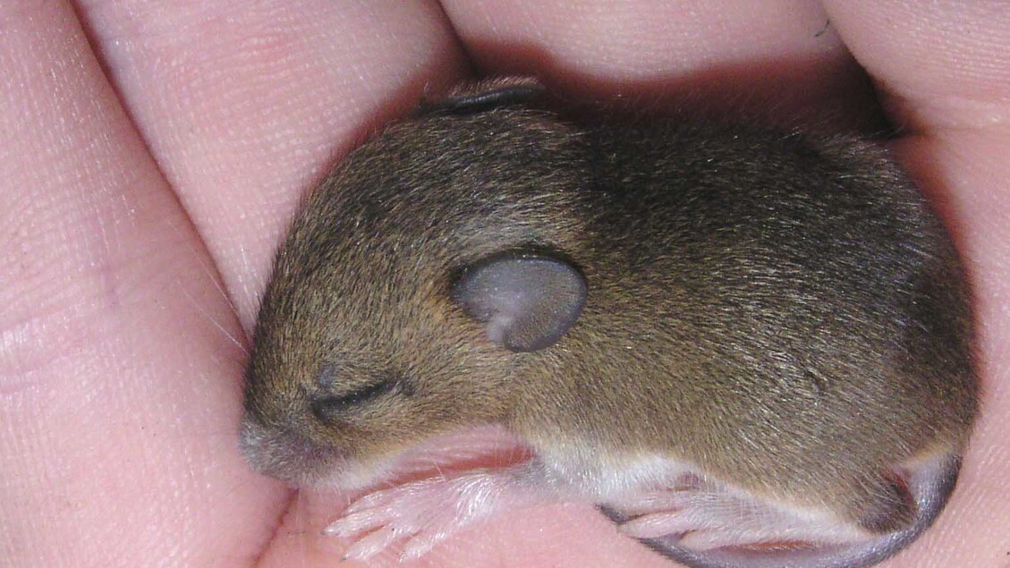 Il sonno come strumento di riparazione per il nostro organismo