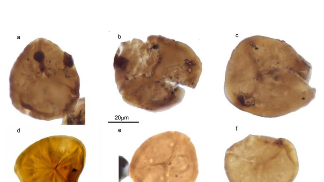 Sulle Alpi, reperti fossili raccontano le trasformazioni geologiche nel tempo
