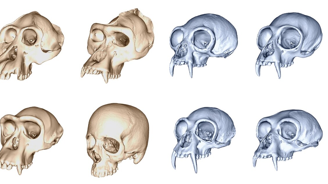 Lo studio rivela che l’evoluzione del cranio umano è più rapida rispetto a quella delle scimmie