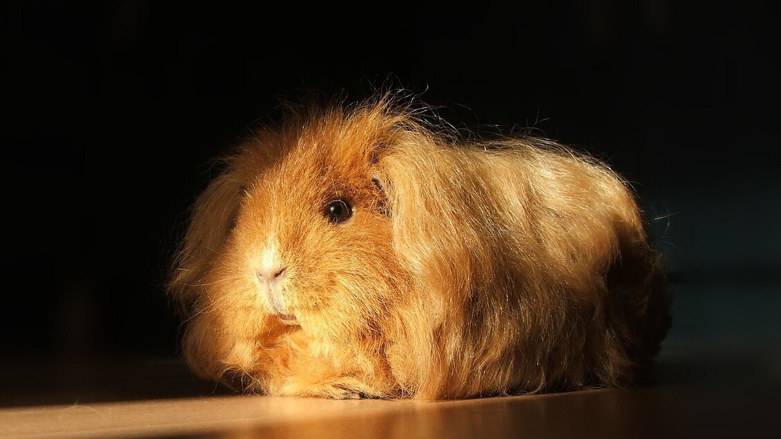 Nelle cellule adipose si trova una potenziale soluzione per la calvizie